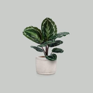 Calathea Plant